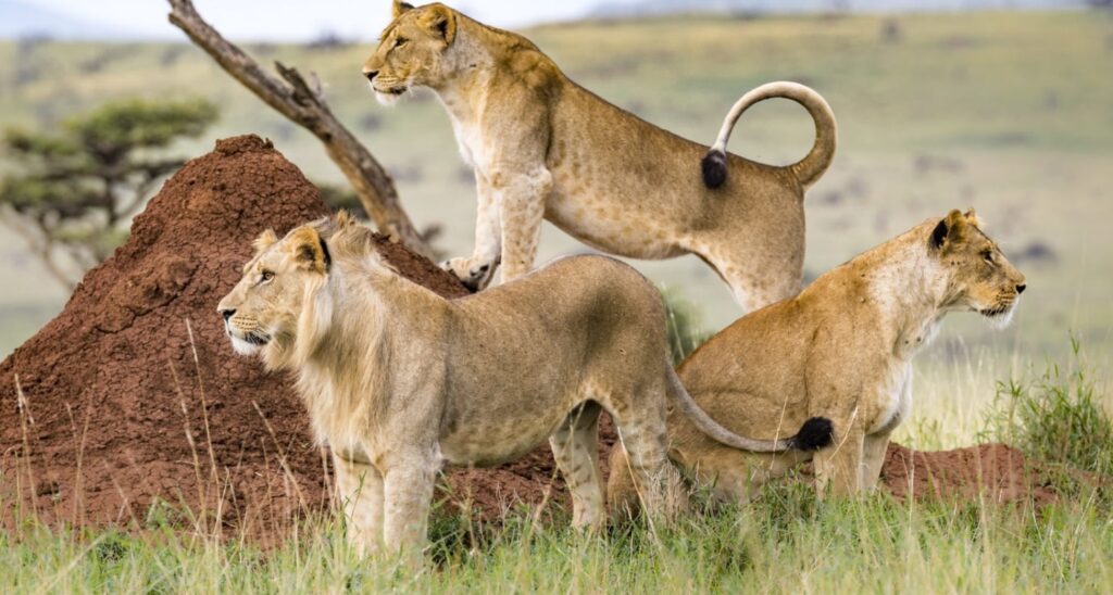 Wildlife spectacular for 3 days 2 nights Masai Mara safari the best option for guests wanting to visit Masai Mara at an affordable price