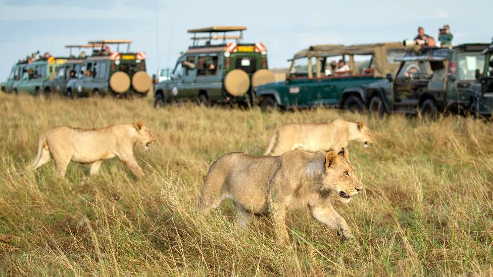 3 days affordable masai mara group joining safari and an affordable budget safari by belle asili voyages