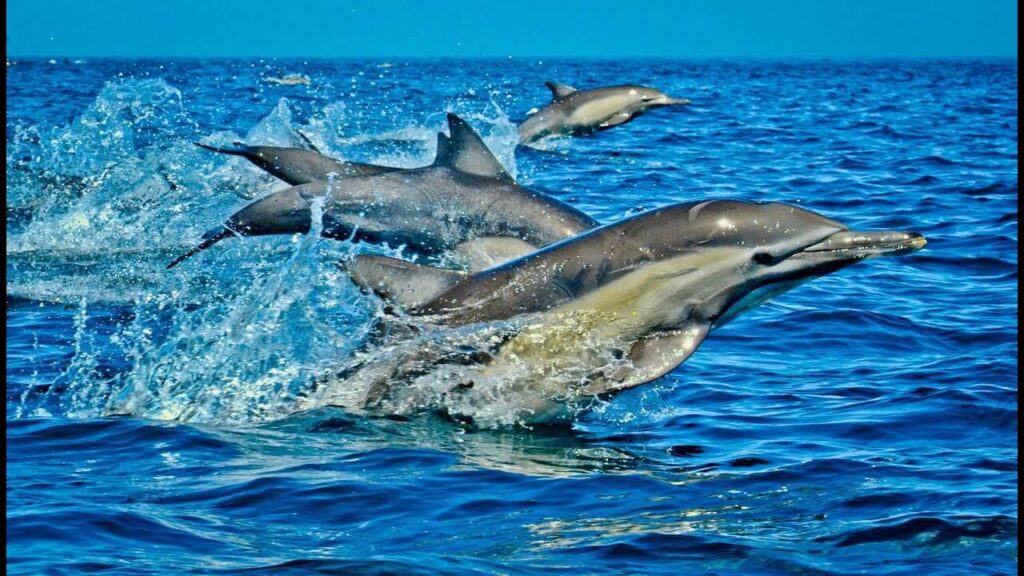 The best wasini island dolphin tour experience and and affordable coastal trips in Kenya option for travellers seeking to enjoy the best marine wildlife experience.