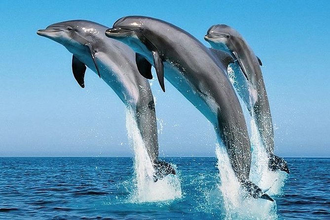 Affordable Wasini Dolphin Tours – Your Ultimate Coastal Adventure with Belle Asili Voyages