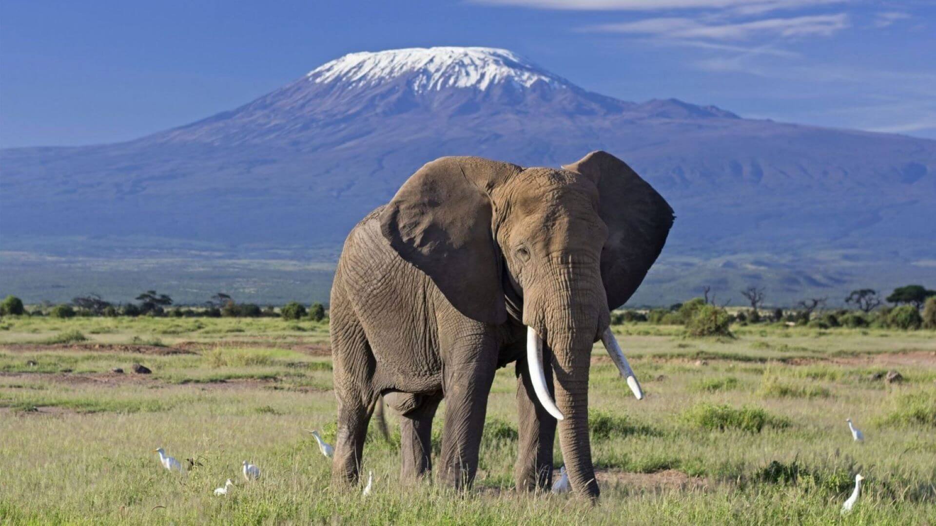 Top 5 Reasons Why an Amboseli Safari Should Top Your Bucket List for the Best Safari Destinations in Kenya