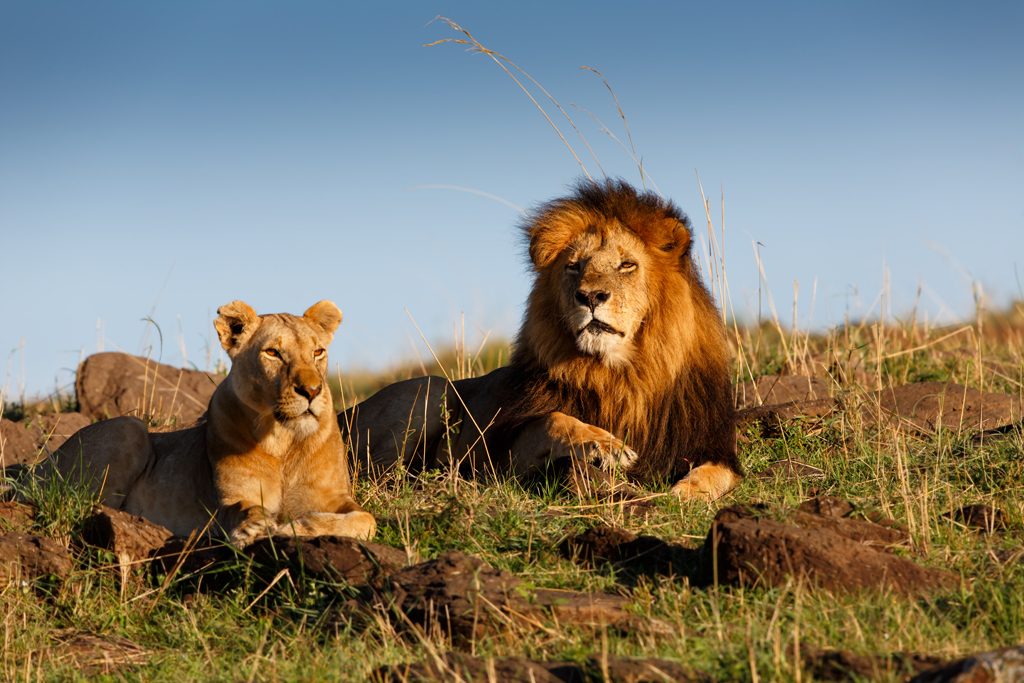 Lions in masai mara as seen by tourists with belli asili voyages and our top 5 tips for booking your magical kenya safari in 2026