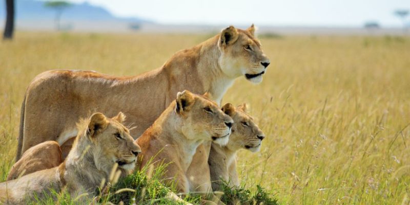 Easter Masai Mara Safari Deals 2026: Unmissable Affordable Adventures with Belli Asili Voyages